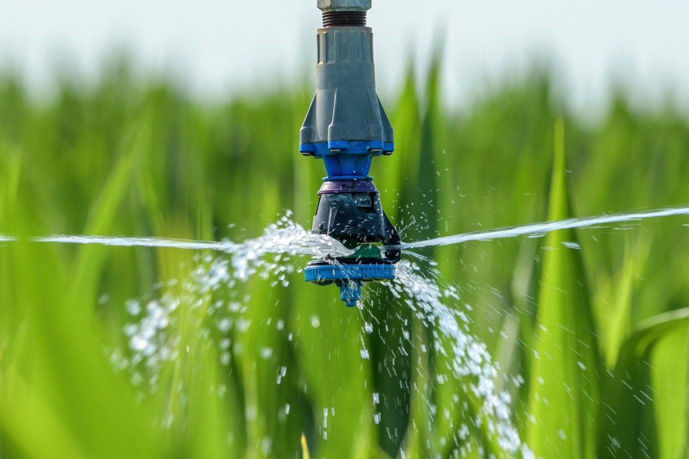 View of irrigation in a field. Irrigating crops with treated wastewater is a sustainable alternative for managing drought and water stress.